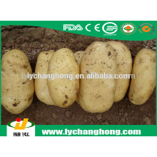 2014 Chine pomme de terre fraiche sur vente chaude